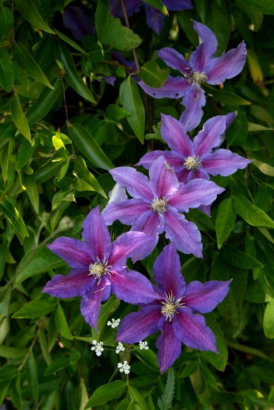 Photo of Clematis 'Ristimagi' uploaded by Calif_Sue
