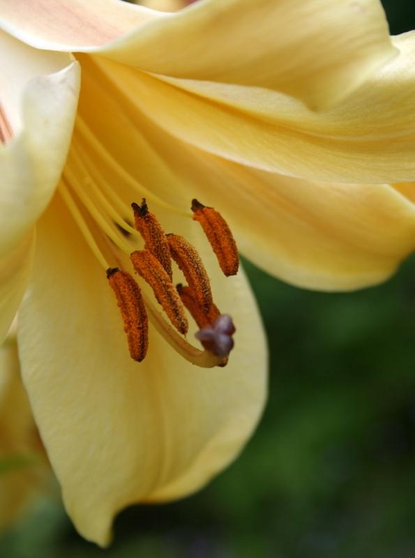 Photo of Lily (Lilium African Queen) uploaded by Calif_Sue