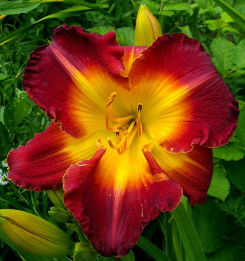 Photo of Daylily (Hemerocallis 'Forever Redeemed') uploaded by Heart2Heart