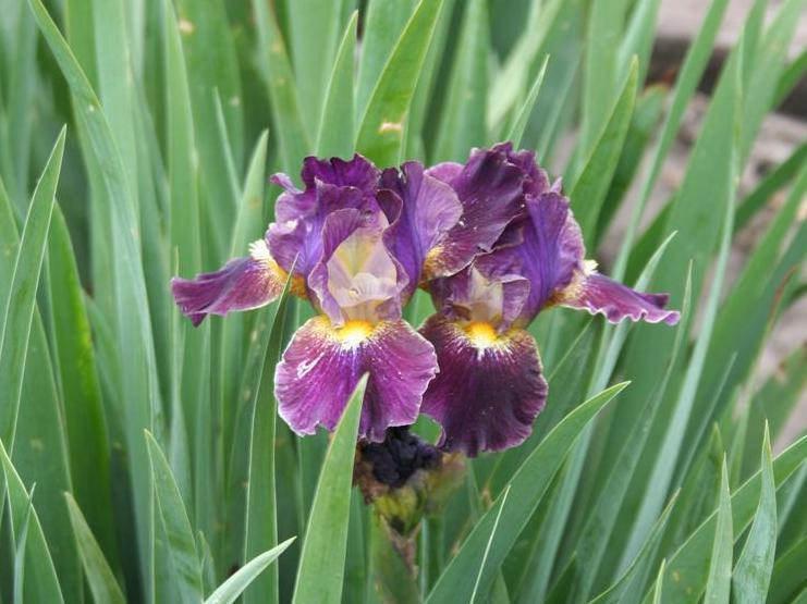 Photo of Intermediate Bearded Iris (Iris 'Oblivion') uploaded by KentPfeiffer