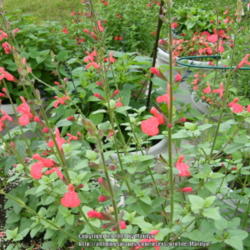 Location: My garden in Kentucky
Date: 2014-06-13
One of my favorite Salvias!