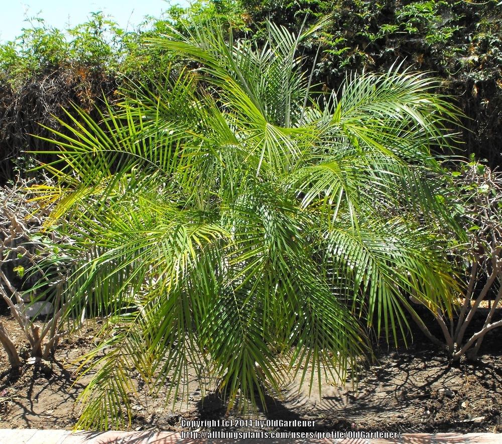 Photo of Pygmy Date Palm (Phoenix roebelenii) uploaded by OldGardener
