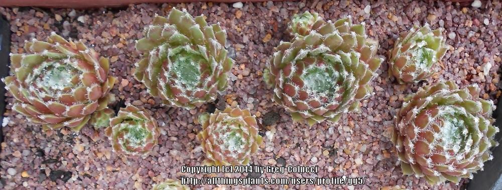 Photo of Hen and Chicks (Sempervivum 'Cherry Frost') uploaded by gg5