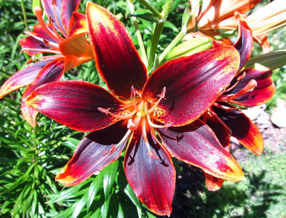 Photo of Asiatic Lily (Lilium 'Forever Susan') uploaded by jmorth