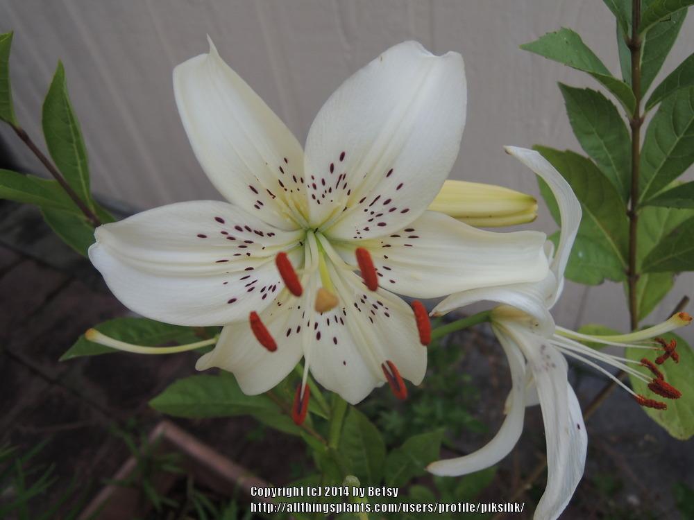 Photo of Lily (Lilium 'Sweet Surrender') uploaded by piksihk