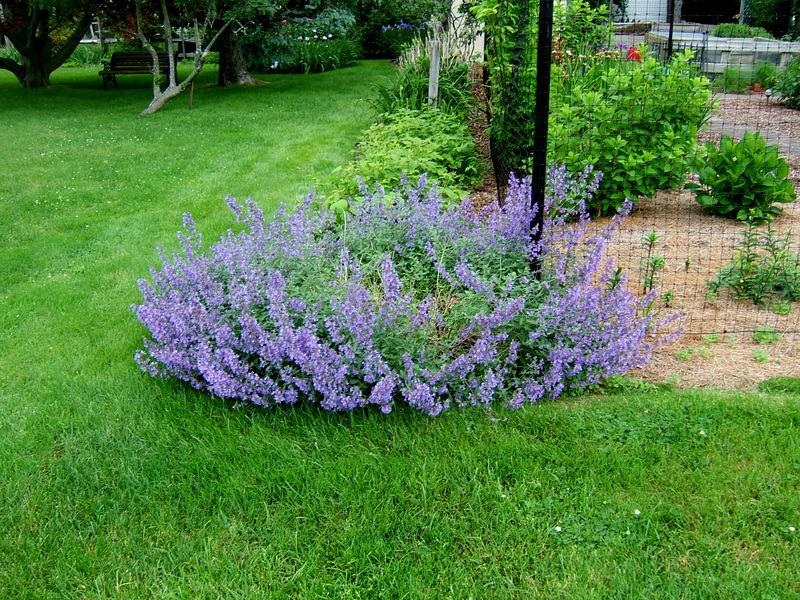 Photo of Catmint (Nepeta x faassenii 'Walker's Low') uploaded by pirl