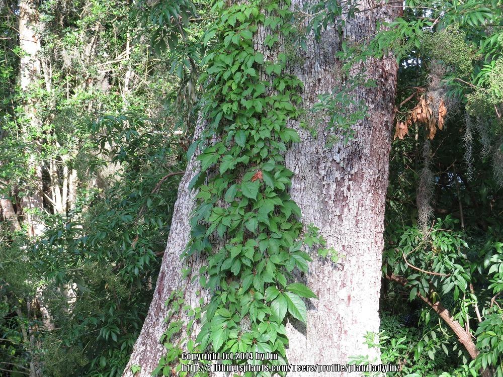 Photo of Virginia Creeper (Parthenocissus quinquefolia) uploaded by plantladylin
