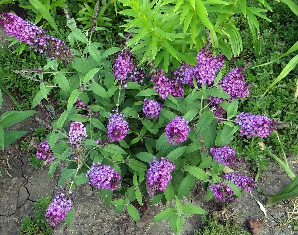 Photo of Butterfly Bush (Buddleja davidii Buzz™ Purple) uploaded by stilldew