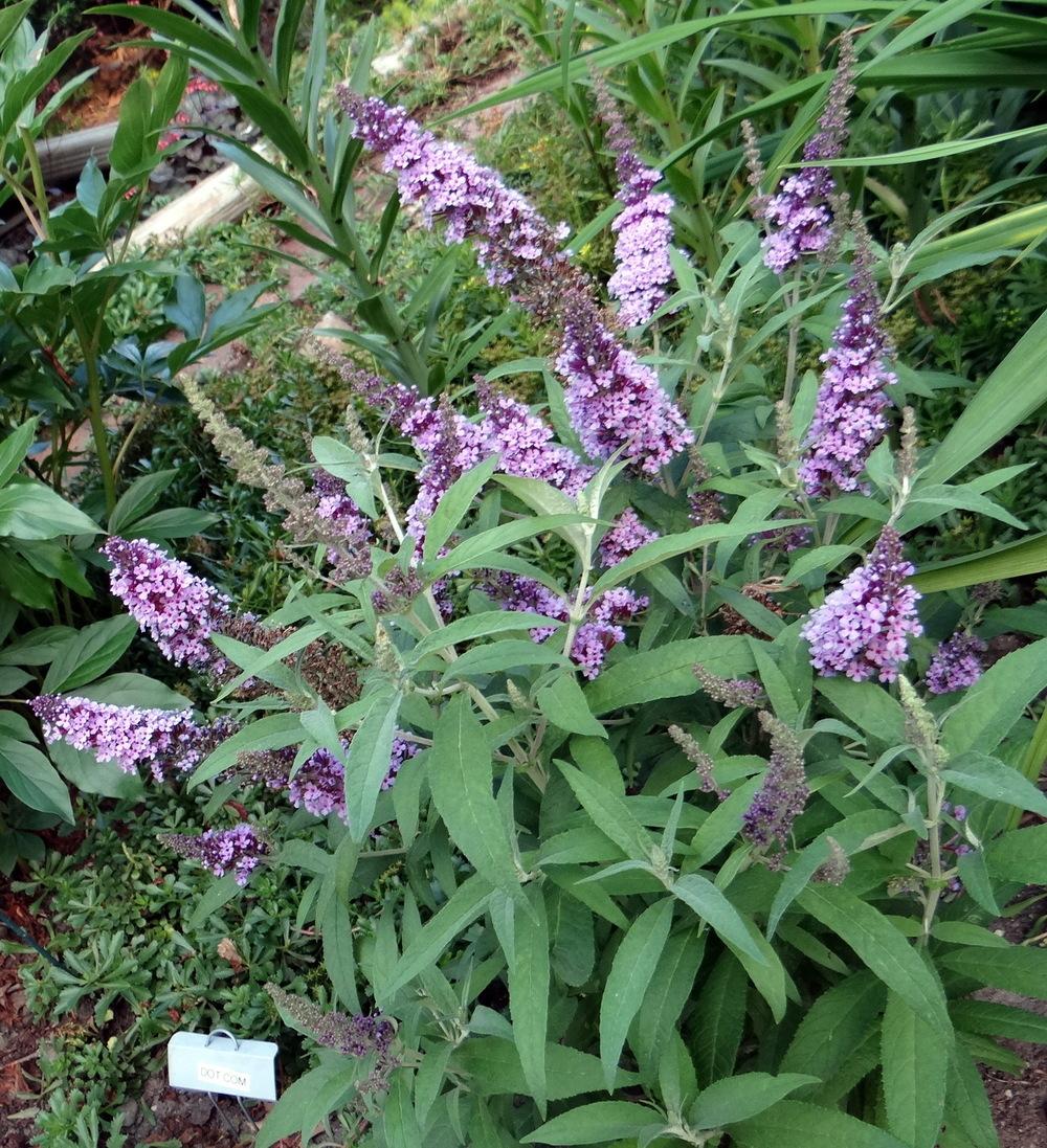 Photo of Butterfly Bush (Buddleja davidii Buzz™ Lavender) uploaded by stilldew