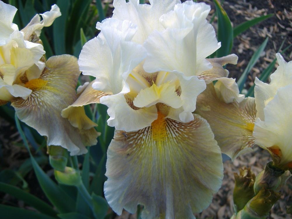 Photo of Tall Bearded Iris (Iris 'Peking Dancer') uploaded by tveguy3