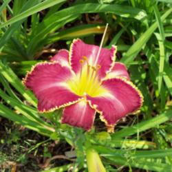Location: My garden in Southeast Virginia, Zone 8..
Date: 2014-06-13
Entire plant