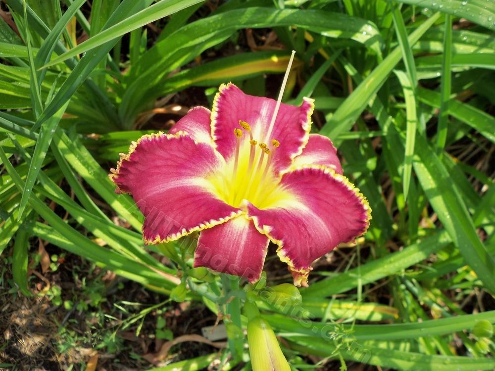 Photo of Daylily (Hemerocallis 'Color Flash') uploaded by virginiarose