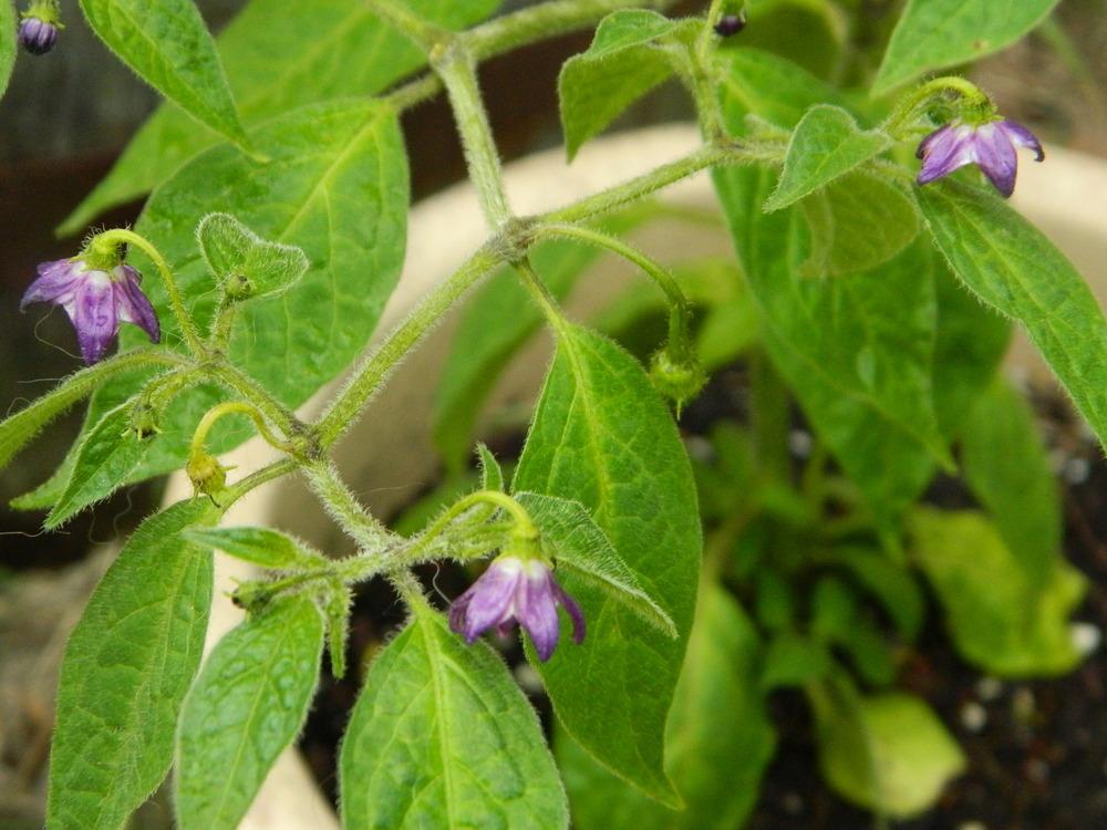 Photo of Hot Pepper (Capsicum pubescens 'Rocoto Rojo') uploaded by wildflowers