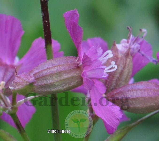 Photo of Garden Catchfly (Silene rubella subsp. rubella) uploaded by Char