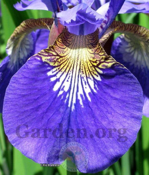 Photo of Species Iris (Iris versicolor) uploaded by Char