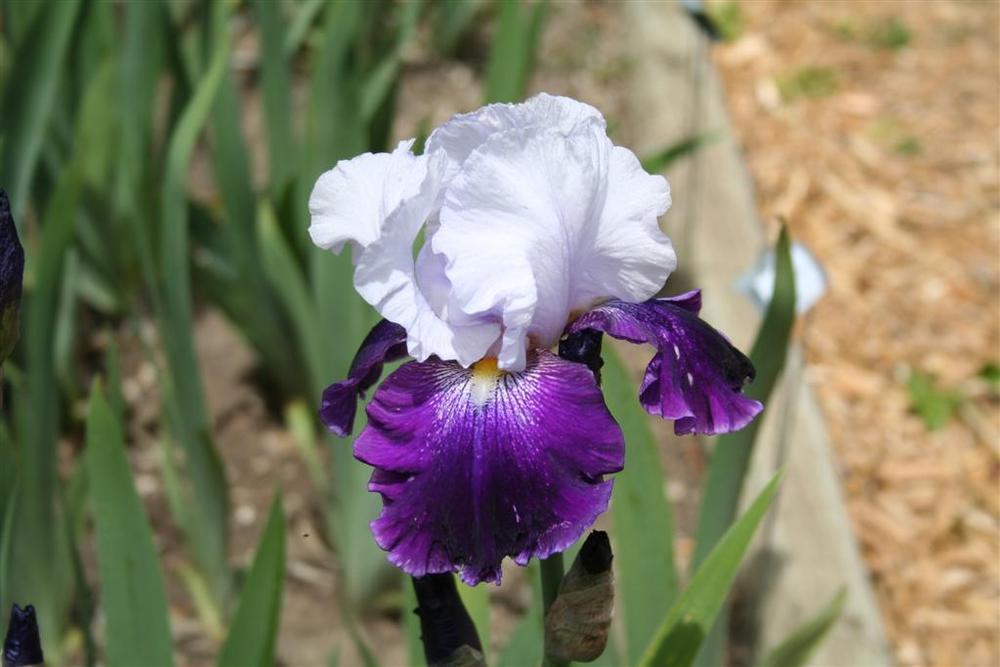 Photo of Tall Bearded Iris (Iris 'Royal Storm') uploaded by KentPfeiffer