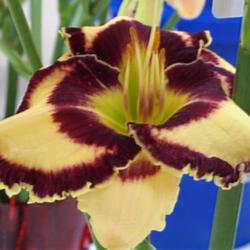 Location: Daylily Show
Date: June 2014