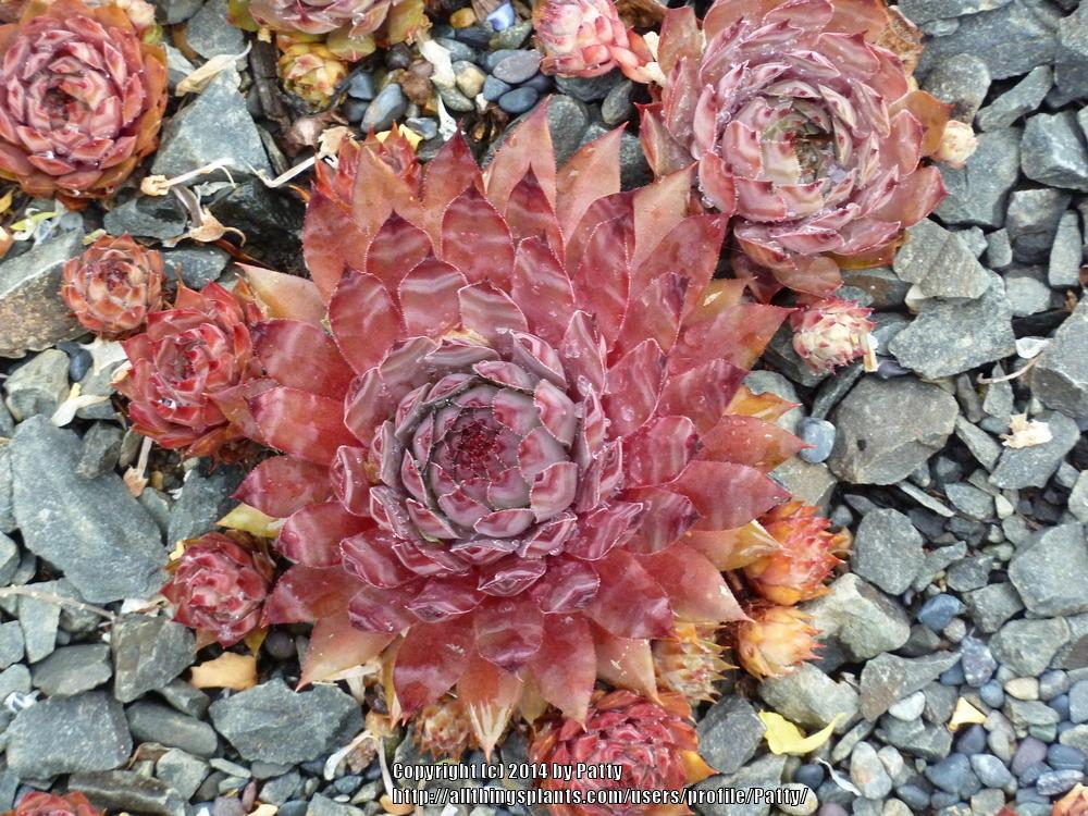 Photo of Hen and Chicks (Sempervivum 'Red Beauty') uploaded by Patty