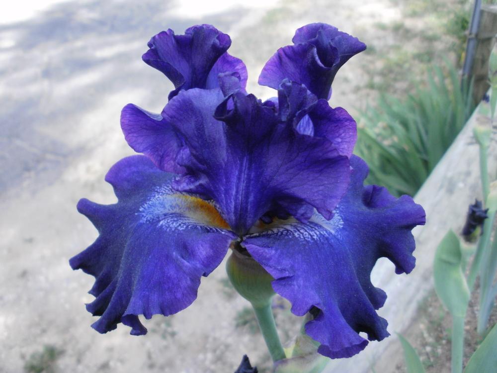 Photo of Tall Bearded Iris (Iris 'Circle of Light') uploaded by bramedog
