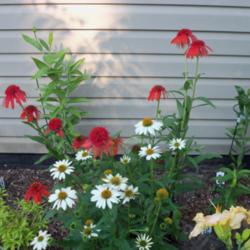 Location: My garden in Southeast Virginia
Date: 2014-06-14
Photo taken with Pow Wow White Coneflower.