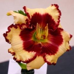 Location: Daylily Show
Date: June