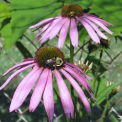 The Tennessee Coneflower: Endangered Species Success Story
