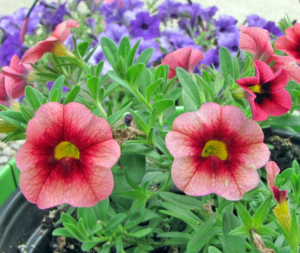 Photo of Million Bells (Calibrachoa Superbells® Coralberry Punch) uploaded by TBGDN