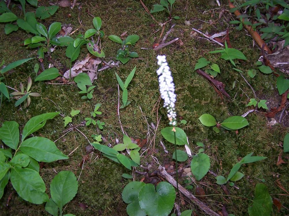 Photo of Beetleweed (Galax urceolata) uploaded by chickhill