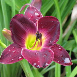 Location: West side of my yard
Date: July
My absolute favorite daylily; gorgeous color, fragrant, large and