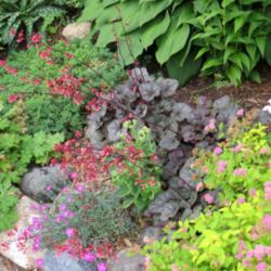 Location: Corner rock garden
Date: 2013-07-30
This is a heuchera that I plant for the flowers - it blooms ALL s