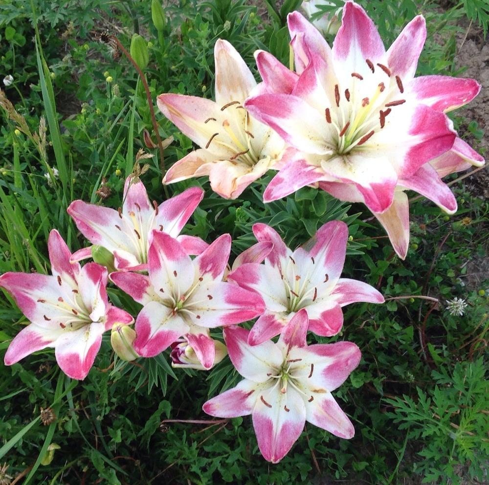 Photo of Lily (Lilium 'Lollypop') uploaded by gsutche