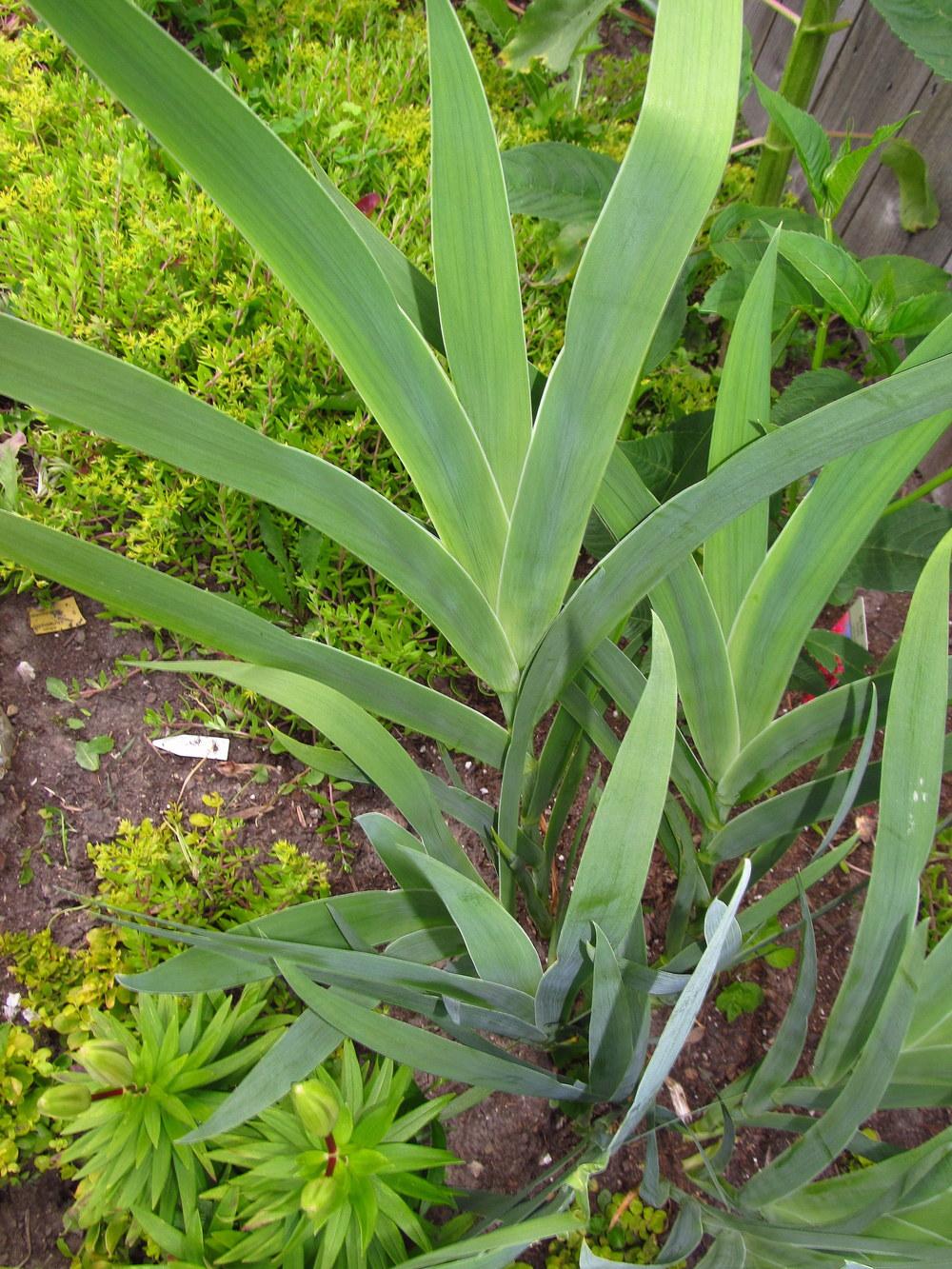 Photo of Species Iris (Iris domestica) uploaded by jmorth