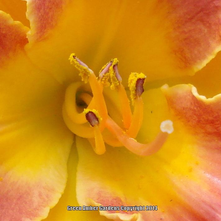 Photo of Daylily (Hemerocallis 'Garden Chapeau') uploaded by lovemyhouse