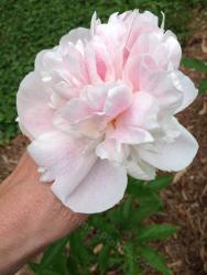 Thumb of 2014-06-16/magnolialover/9f0350