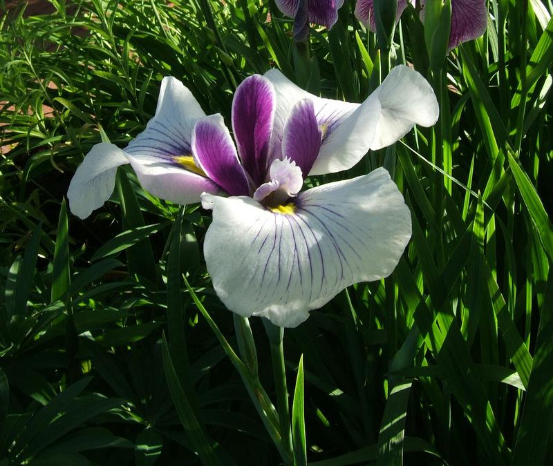Photo of Japanese Iris (Iris ensata 'Thoroughbred') uploaded by pirl