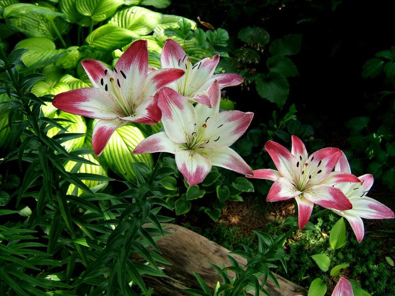 Photo of Lily (Lilium 'Lollypop') uploaded by pirl