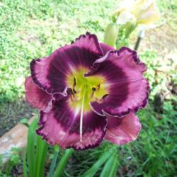 Location: My garden in Southeast Virginia
Date: 2014-06-14
BLOOM