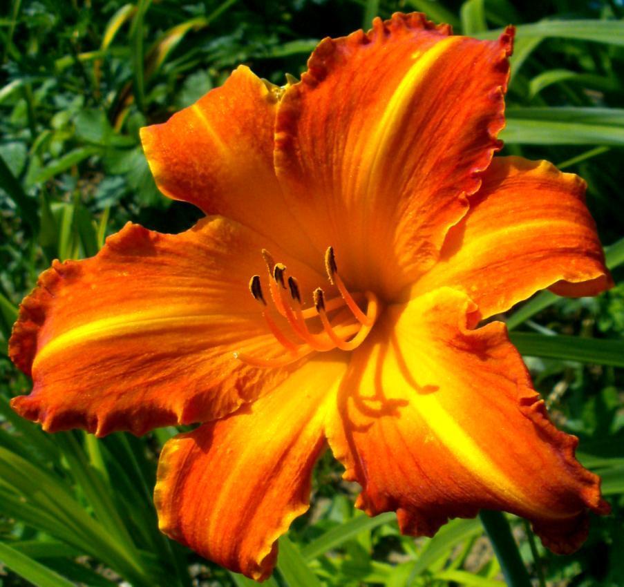 Photo of Daylily (Hemerocallis 'Highland Pinched Fingers') uploaded by Heart2Heart