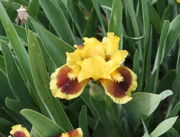 Photo of Standard Dwarf Bearded Iris (Iris 'Ultimate') uploaded by KentPfeiffer