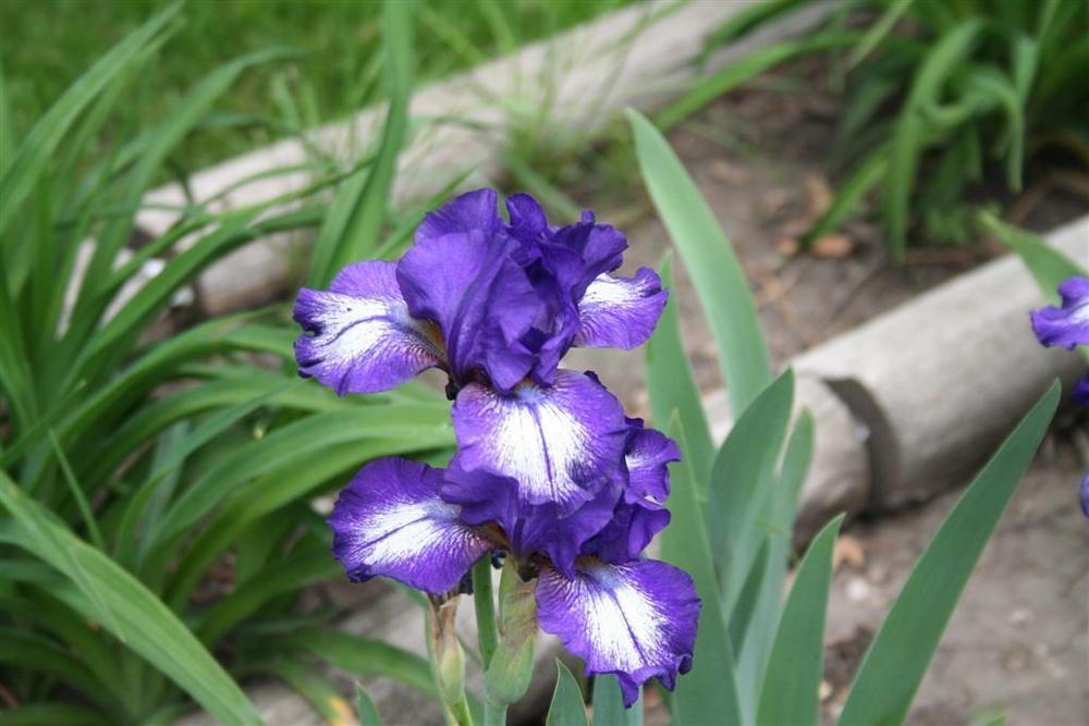 Photo of Intermediate Bearded Iris (Iris 'Starwoman') uploaded by KentPfeiffer