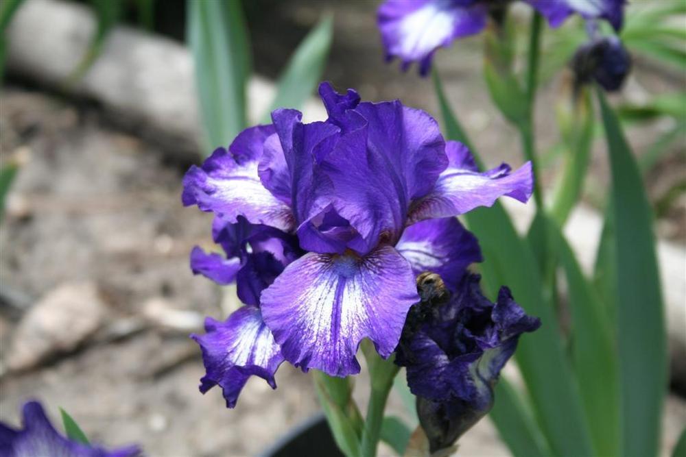 Photo of Intermediate Bearded Iris (Iris 'Starwoman') uploaded by KentPfeiffer