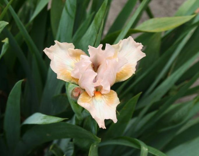 Photo of Standard Dwarf Bearded Iris (Iris 'True') uploaded by KentPfeiffer