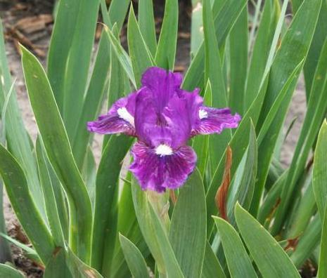 Photo of Miniature Dwarf Bearded Iris (Iris 'Wise') uploaded by KentPfeiffer