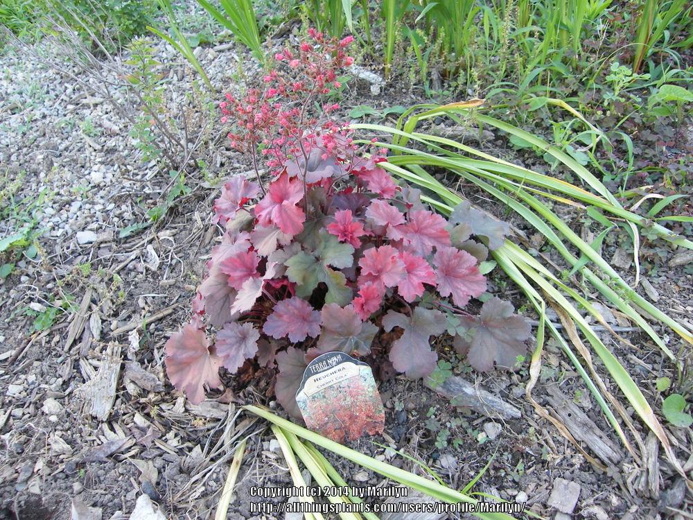 Photo of Coral Bells (Heuchera 'Cherry Cola') uploaded by Marilyn