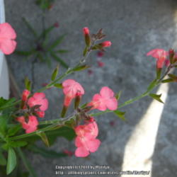 Location: My garden in Kentucky
Date: 06-14-2014
Flowers are not pink, as they show in this pic