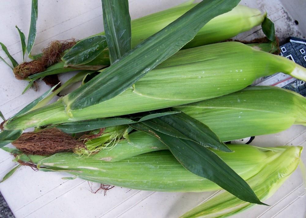 Photo of Sweet Corn (Zea mays subsp. mays 'SugarPearl') uploaded by farmerdill