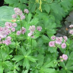 Location: East island
Date: 2013-07-13
Love astrantia - the most long-blooming plant there is!