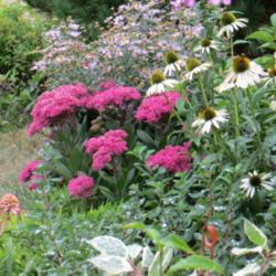 Location: Front garden
Date: 2013-09-07
Super bright pink