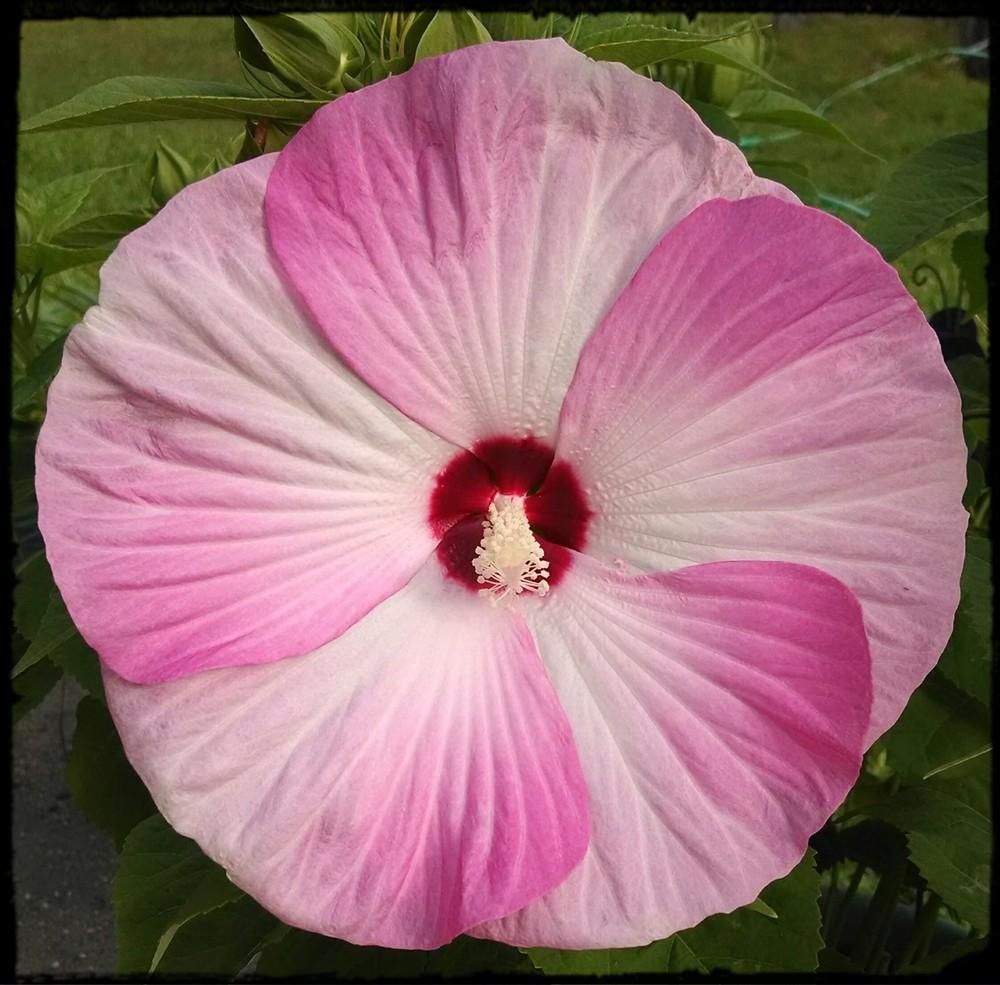 Photo of Hybrid Hardy Hibiscus (Hibiscus Luna™ Pink Swirl) uploaded by sarahbugw
