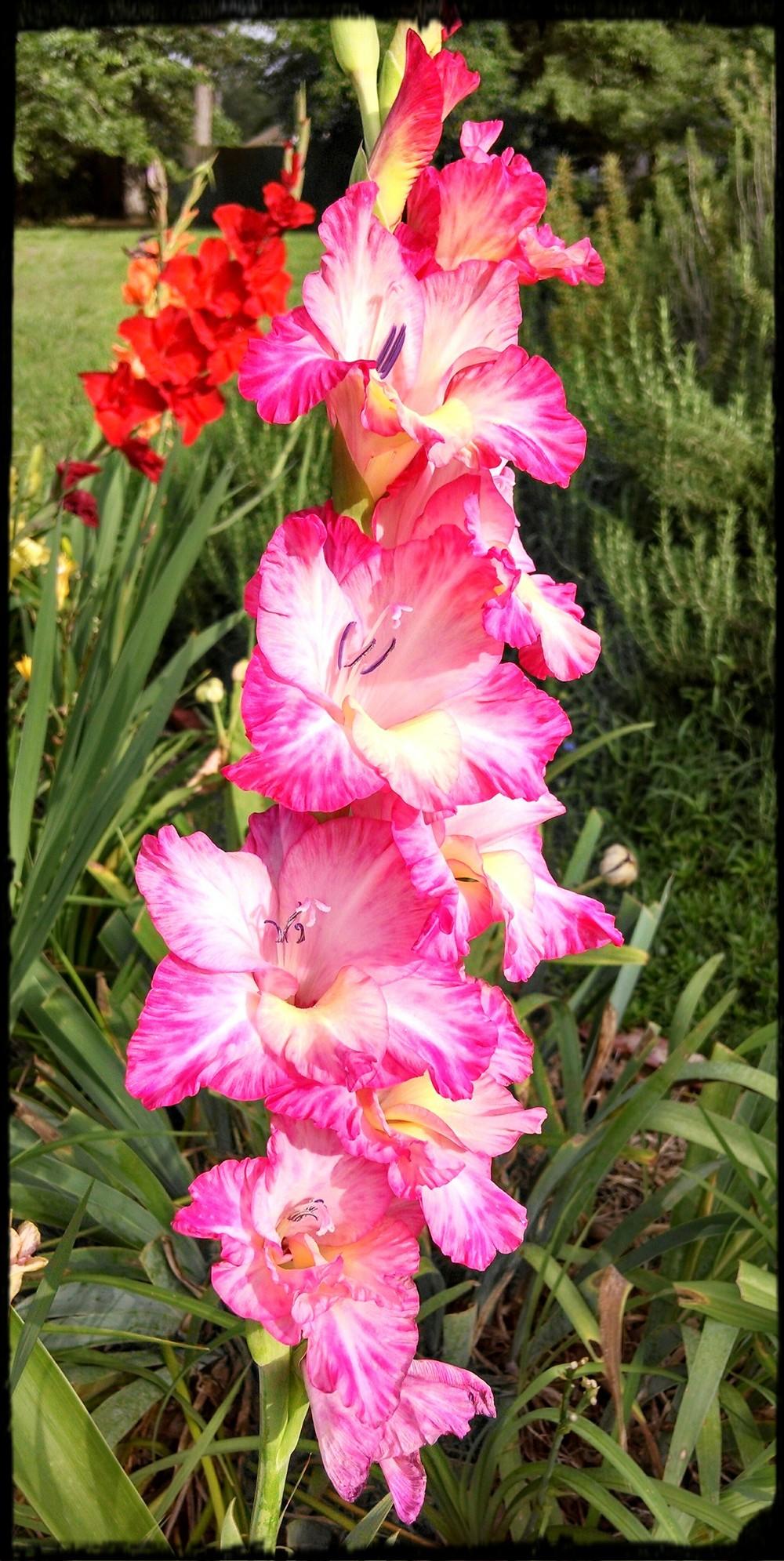 Photo of Hybrid Gladiola (Gladiolus x gandavensis 'Priscilla') uploaded by sarahbugw